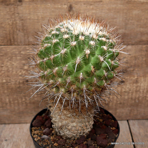 D2693 THELOCACTUS CONOTHELOS OLD pot18-H23-W16 cm MaMa Cactus