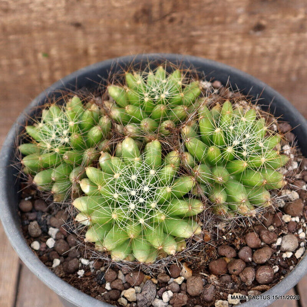 MAMMILLARIA SPHAERICA