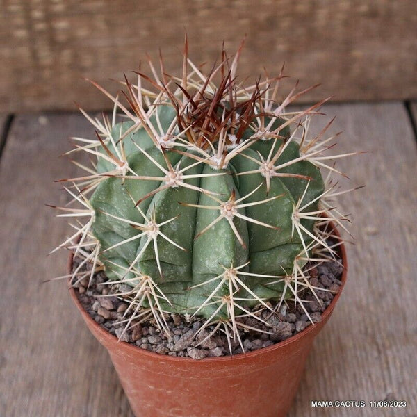 MELOCACTUS DIERSIANUS