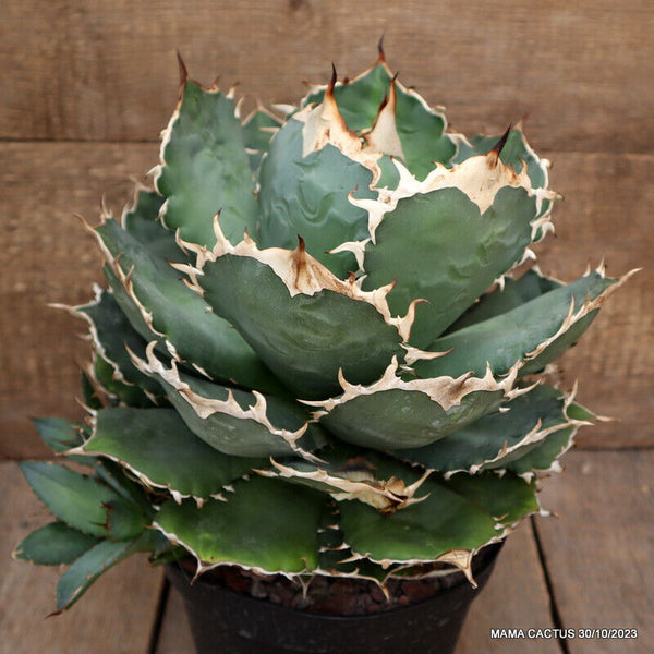 AGAVE TITANOTA OTEROI