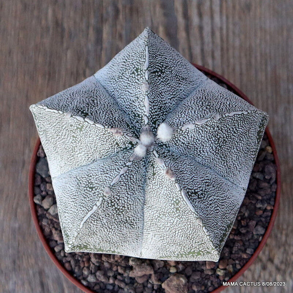 ASTROPHYTUM MYRIOSTIGMA ONZUKA