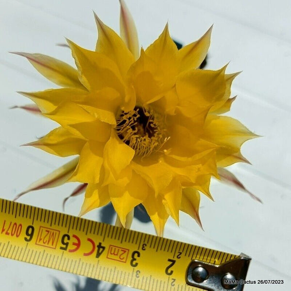 Flower  MaMa Cactus