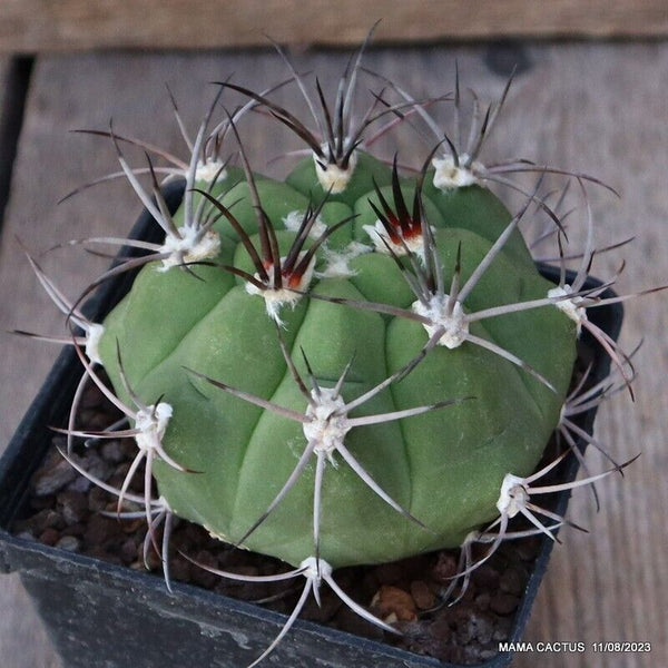 GYMNOCALYCIUM MARQUEZII