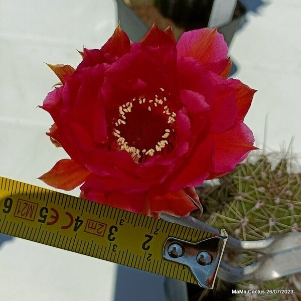 Flower  MaMa Cactus