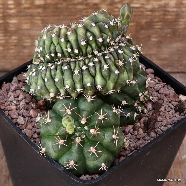 GYMNOCALYCIUM SCHICKENDANTZII CRESTED
