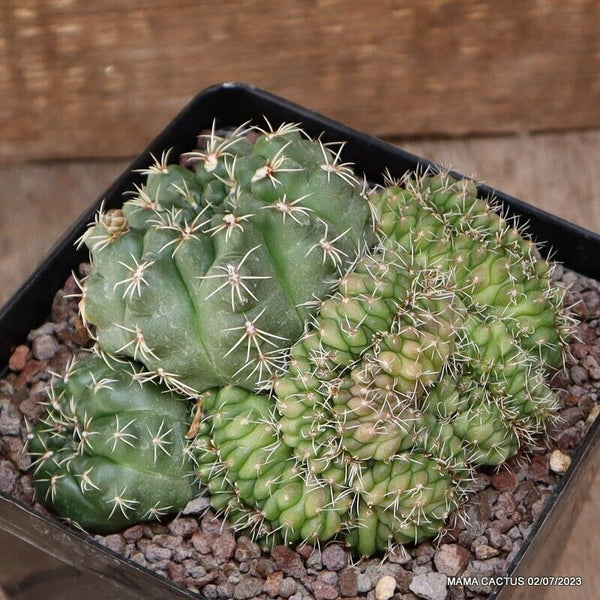 GYMNOCALYCIUM BALDIANUM CRESTED