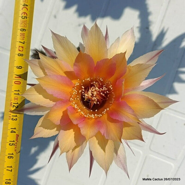 Flower  MaMa Cactus