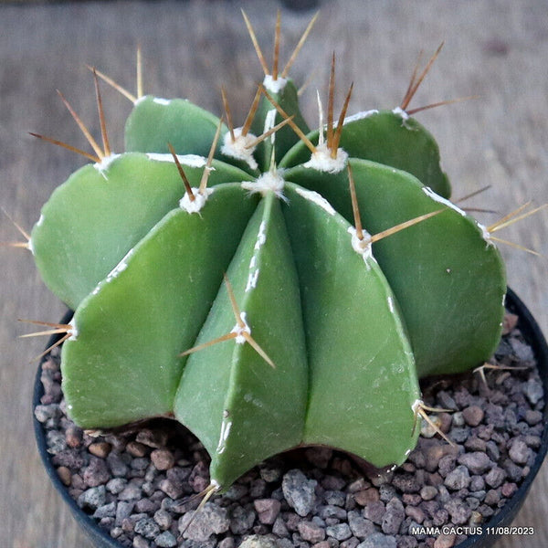 ASTROPHYTUM ORNATUM NUDUM