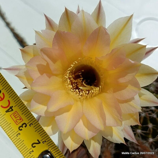 Flower  MaMa Cactus