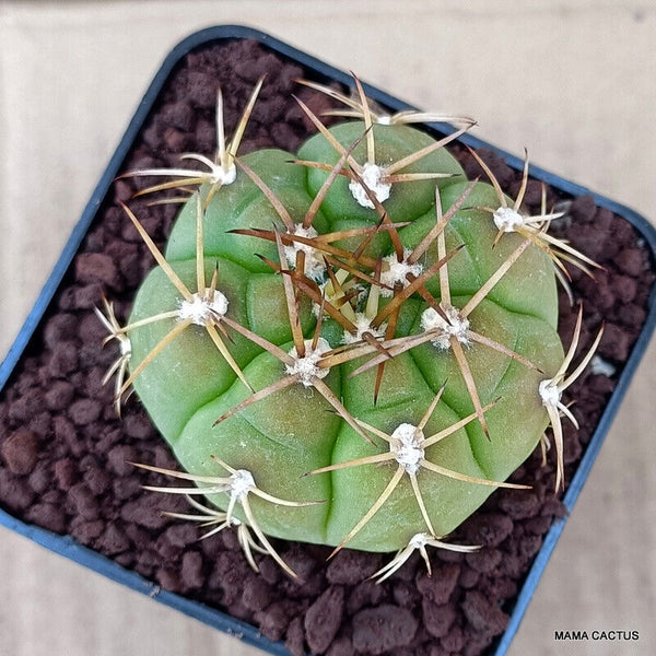 GYMNOCALYCIUM PFLANZII