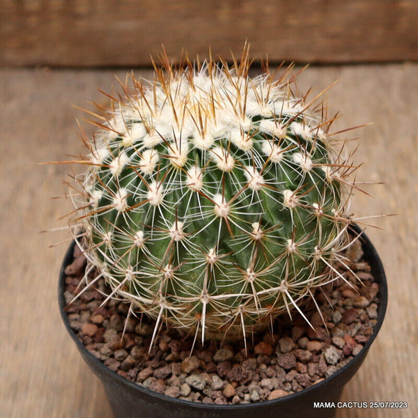 A4527 ECHINOFOSSULOCACTUS VAUPELIANUS pot10-H8,5-W8 cm MaMa Cactus