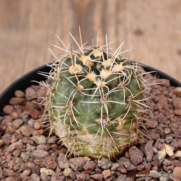 GYMNOCALYCIUM ODORATUM