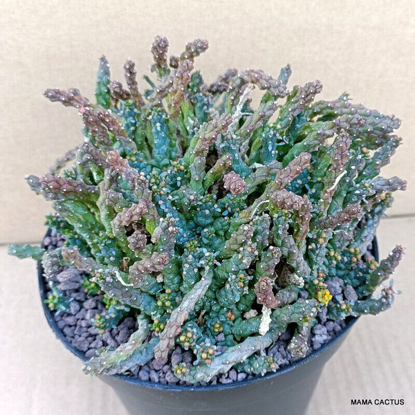 EUPHORBIA GORGONIS MULTIHEADS
