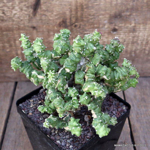 MAMMILLARIA BOCASANA MONSTER GRAFTED