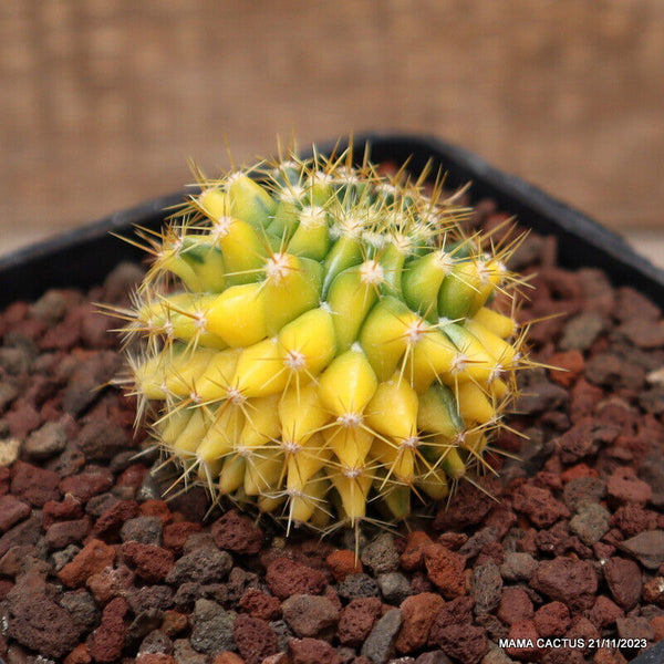 MAMMILLARIA MARKSIANA VARIEGATED
