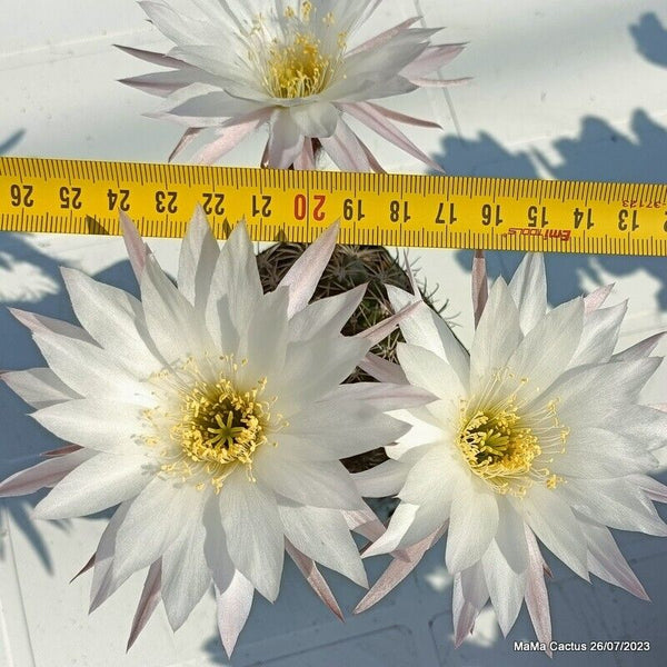 Flower  MaMa Cactus