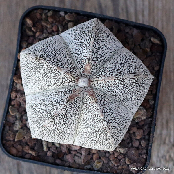 ASTROPHYTUM MYRIOSTIGMA ONZUKA V TYPE