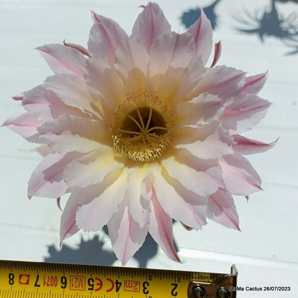 Flower  MaMa Cactus