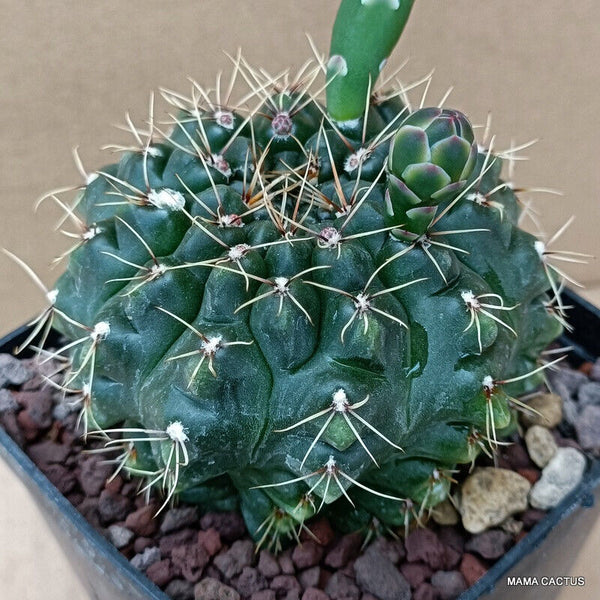 GYMNOCALYCIUM BALDIANUM