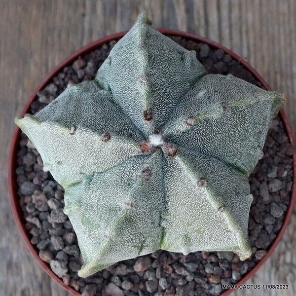 ASTROPHYTUM MYRIOSTIGMA FUKURYU