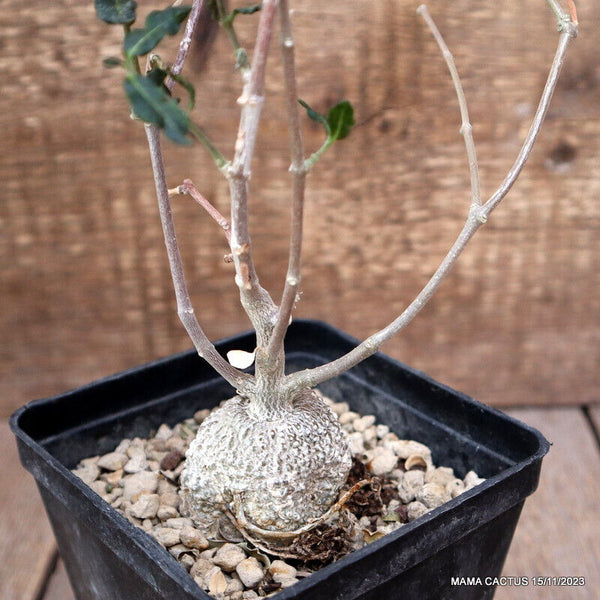 FOCKEA EDULIS