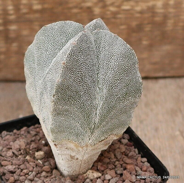 ASTROPHYTUM MYRIOSTIGMA ONZUKA