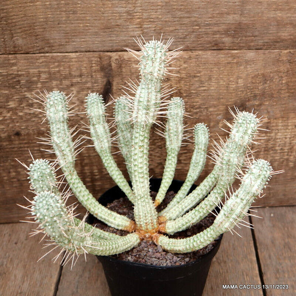 EUPHORBIA MAMMILLARIS VARIEGATED
