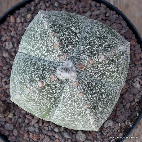 ASTROPHYTUM MYRIOSTIGMA BALL