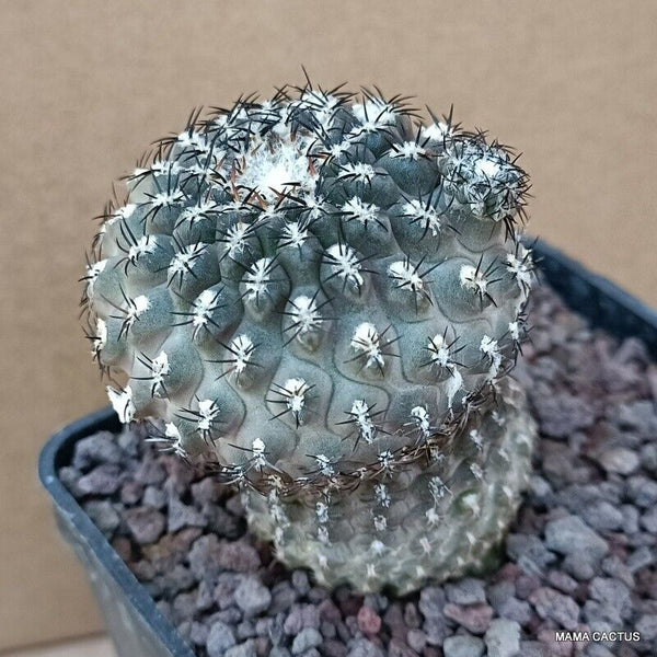 NEOPORTERIA NAPINA