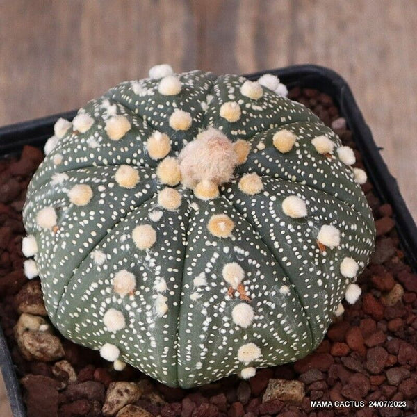 ASTROPHYTUM SUPER KABUTO