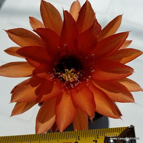Flower  MaMa Cactus