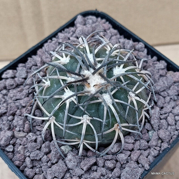 GYMNOCALYCIUM SPEGAZZINII