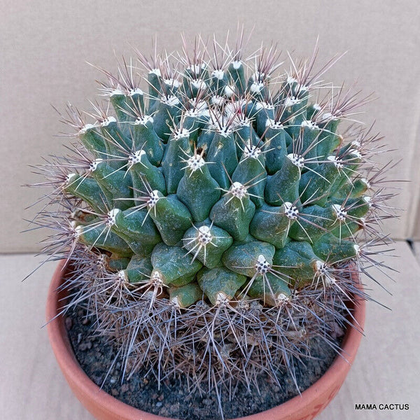 A7793 THELOCACTUS FLAVUS pot 17 cm H 14 cm W 14,5 cm MaMa Cactus