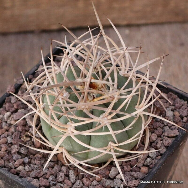 GYMNOCALYCIUM ARMATUM