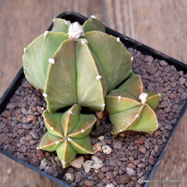 ASTROPHYTUM MYRIOSTIGMA MULTIHEADS
