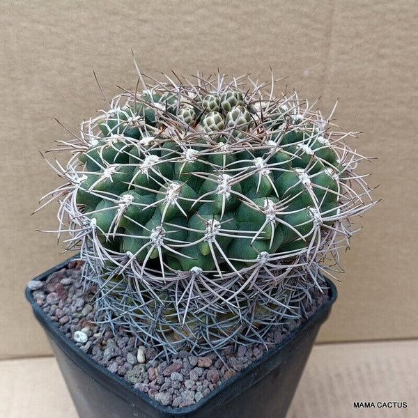 GYMNOCALYCIUM FEROCIOR