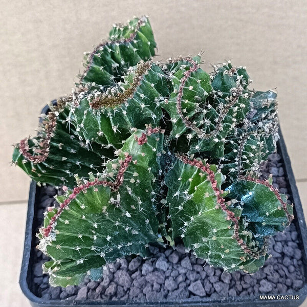 EUPHORBIA ECHINUS CRESTED