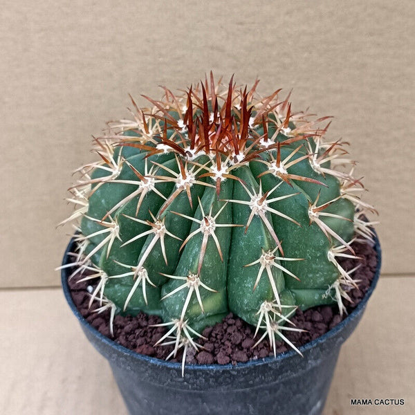 MELOCACTUS BROADWAYI