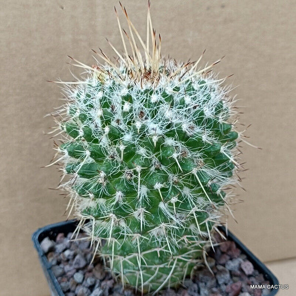 MAMMILLARIA NEJAPENSIS