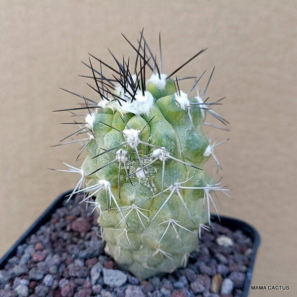 COPIAPOA MOLLICULA