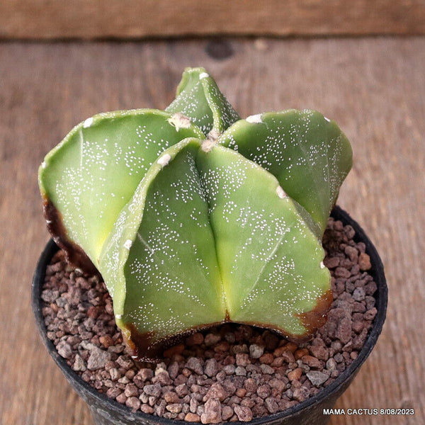 ASTROPHYTUM MYRIOSTIGMA SPECIAL
