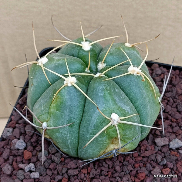 GYMNOCALYCIUM HORSTII