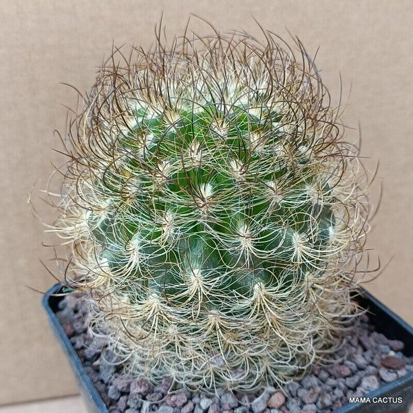 NEOPORTERIA NIDUS