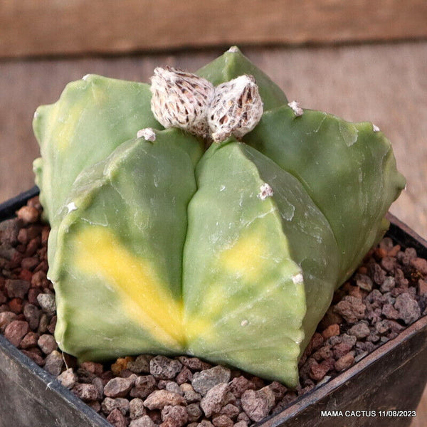 ASTROPHYTUM MYRIOSTIGMA KIKKO KOH-JO