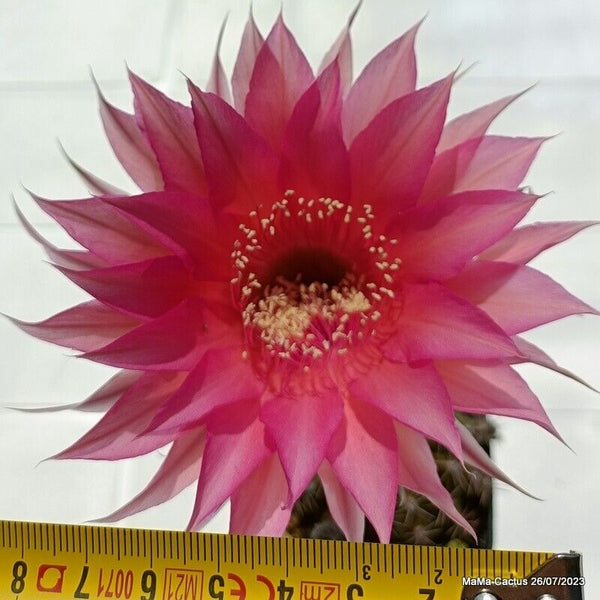 Flower  MaMa Cactus