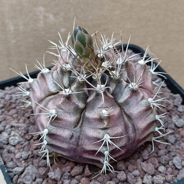 GYMNOCALYCIUM MIHANOVICHII