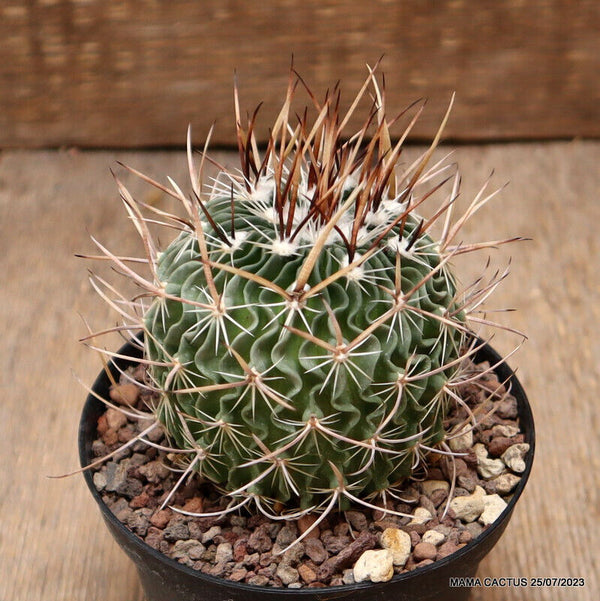 ECHINOFOSSULOCACTUS LAMELLOSUS