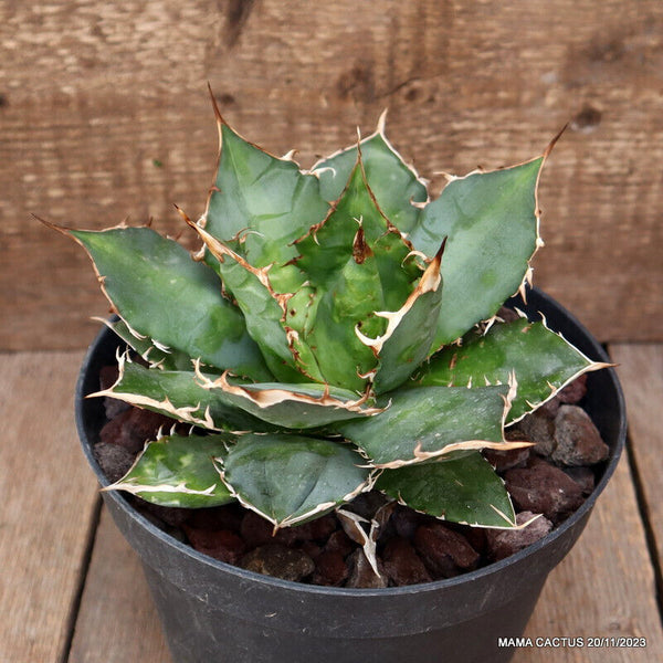 AGAVE TITANOTA