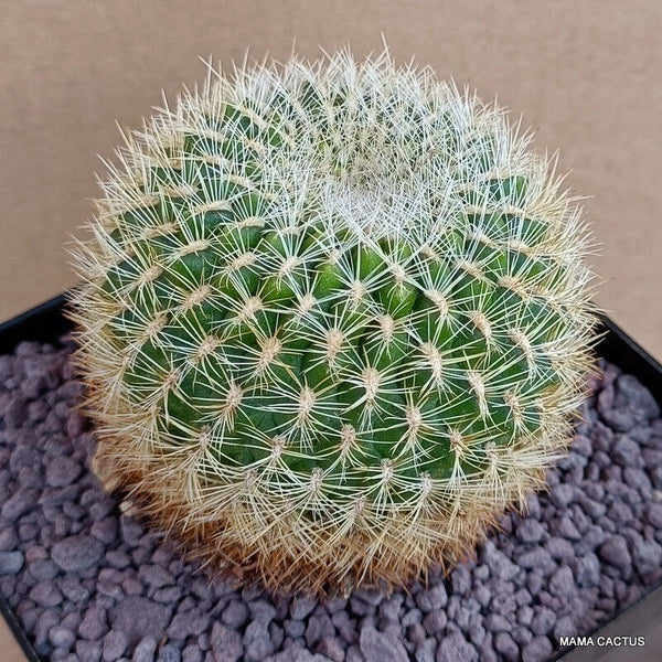 SULCOREBUTIA ALBIDA