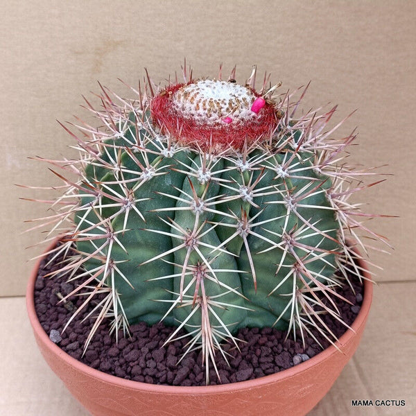 MELOCACTUS BAHIENSIS
